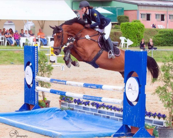 broodmare Casira 10 (Holsteiner, 2009, from Casiro I)