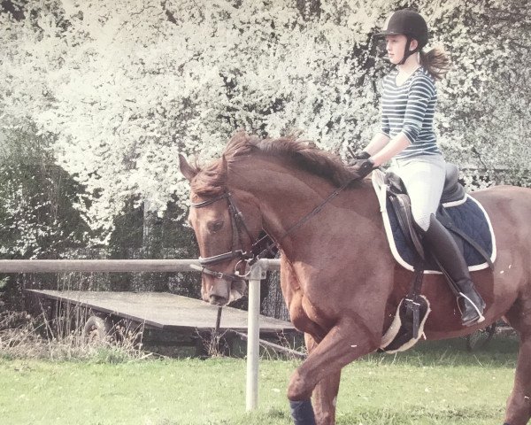 horse Fabelina (Hanoverian, 2001, from Fast Eddy xx)