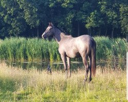 jumper Donaunebel (Trakehner, 2017, from Best Before Midnight)