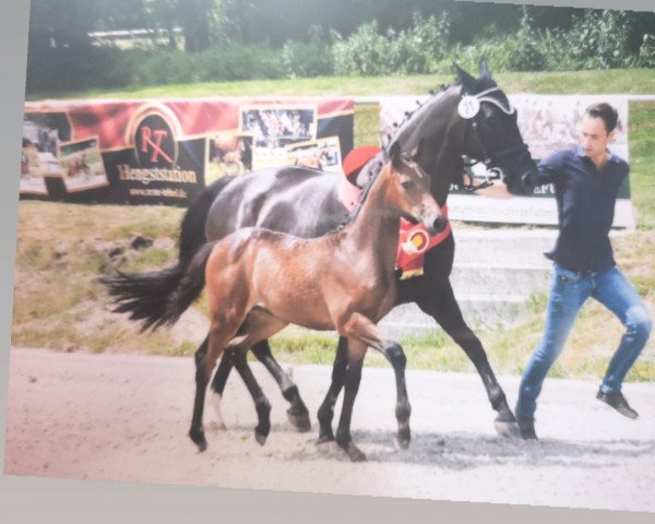 dressage horse Cascada 149 (Westphalian, 2019, from Chacco's Son II)