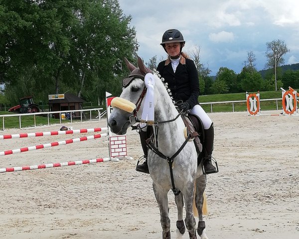 Springpferd Top Iallah du Bergshaff (Luxemburgisches Pony, 2011, von Idefix du Villon 2) Springpferd Top Iallah du Bergshaff (Luxemburgisches Pony, 2011, von Idefix du Villon 2)