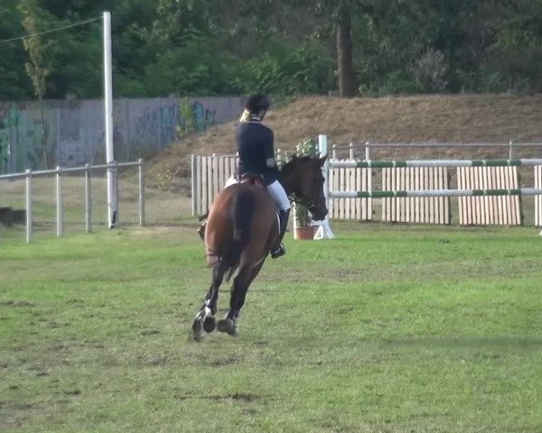 Reitturnier Gardelegen 2016