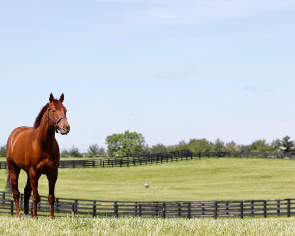 stallion Accelerate xx (Thoroughbred, 2013, from Lookin At Lucky xx)
