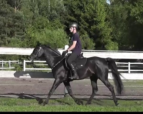 Deckhengst ksero (Vollblutaraber, 2014)