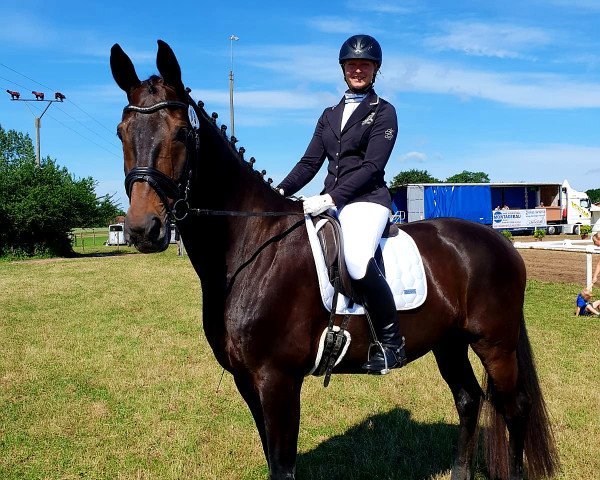 dressage horse Don Carlos 191 (Westphalian, 2008, from Don Frederico)