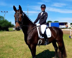 dressage horse Don Carlos 191 (Westphalian, 2008, from Don Frederico)