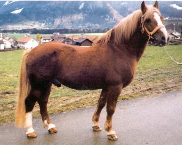 stallion Disco (Freiberger, 1978, from Damien) stallion Disco (Freiberger, 1978, from Damien)