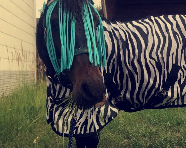 horse Principal Dark (Shetland Pony, 2013)