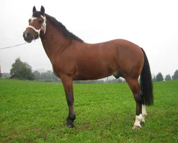 stallion Harvard (Freiberger, 1997, from Hendrix)
