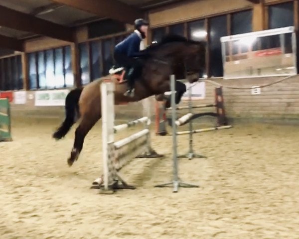 Springpferd Talisman de Hugo (Selle Français, 2013, von Fair Play) Springpferd Talisman de Hugo (Selle Français, 2013, von Fair Play)