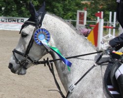 jumper Millesime de La Haie (Belgian Warmblood, 2012, from Cicero Z van Paemel)