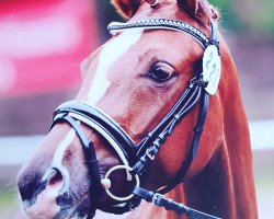dressage horse Kirchberghof's Diamantin ox (Arabian purebred, 2015, from Ganimed ox)