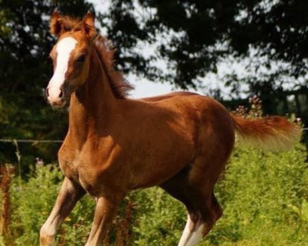 horse Desert King (German Riding Pony, 2021, from D-Gold AT NRW)