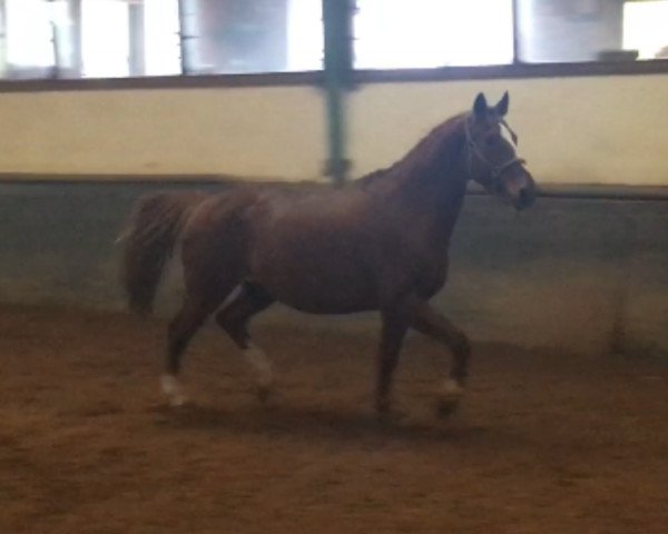horse Santana (Hessian Warmblood, 1998, from Sunrise) horse Santana (Hessian Warmblood, 1998, from Sunrise)
