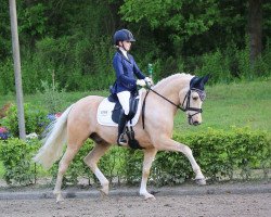 Dressurpferd Henry 397 (Deutsches Reitpony, 2013, von Hesselteichs Grimaldi)