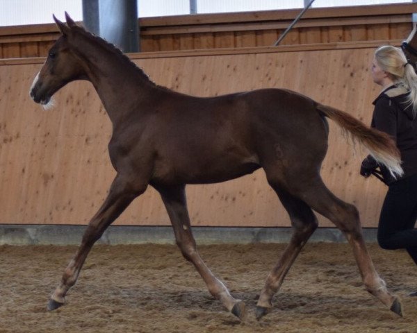 horse Bonds Sanroniro (Oldenburg, 2016, from Bonds)
