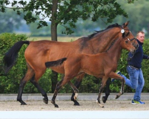 broodmare Casima (Oldenburg show jumper, 2008, from Catoki)