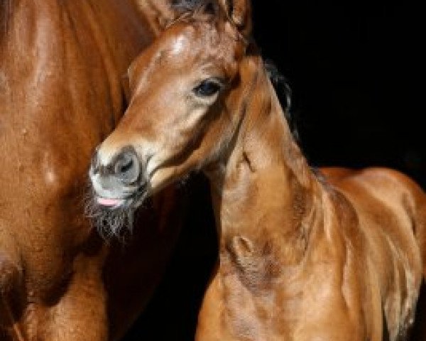 horse Napoli (German Sport Horse, 2019, from Fürst Wettin)