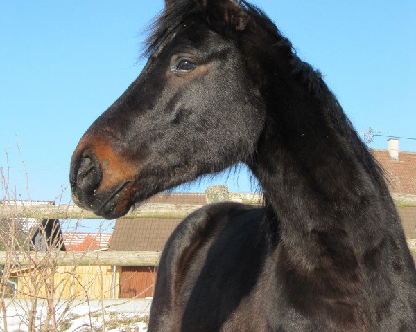Pferd Sarastro (Württemberger, 2005, von Samaro)
