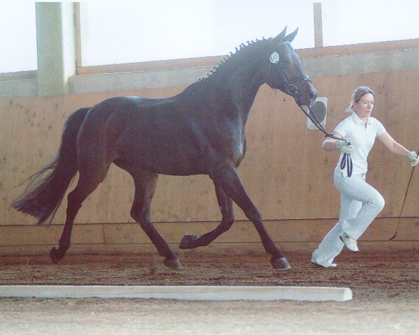 horse Rebecca (German Warmblood, 1997, from Ruehmann)