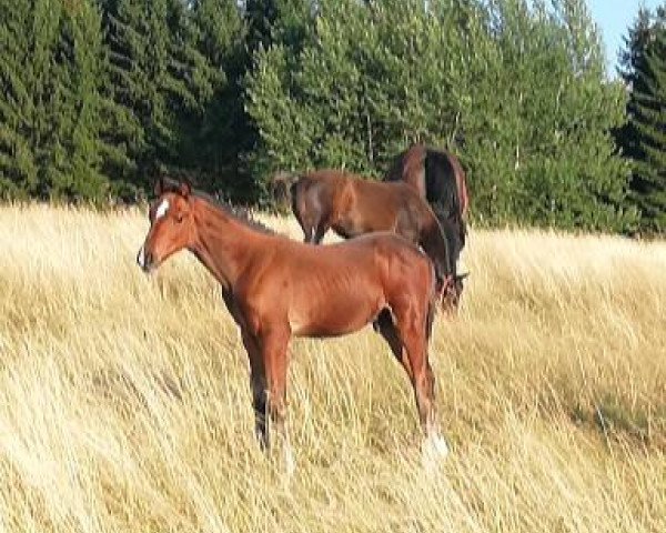 horse Follow Your Heart HL (German Sport Horse, 2019, from Fürstenstern 3)