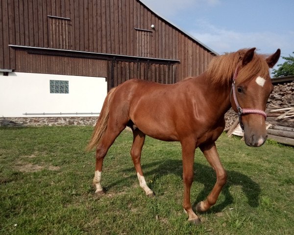 horse Nimbus (German Riding Pony, 2018, from Numerus Clausus)
