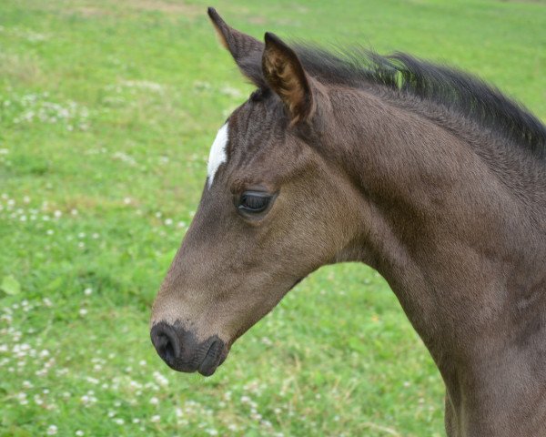 broodmare Fairytale Now (Oldenburg, 2017, from Fürst Wilhelm)