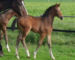 broodmare Fadette D'or NOW (Oldenburg, 2016, from Goldberg)