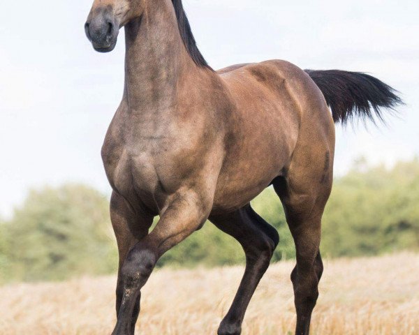 horse Ophelia (Oldenburg show jumper, 2017, from Lord Pezi Junior)