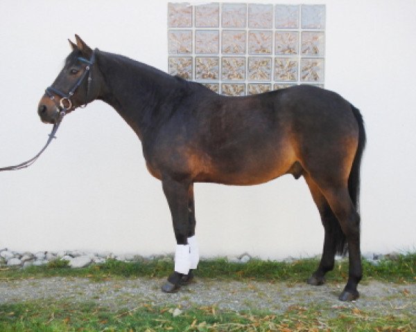 Pferd Lightning 28 (Württemberger, 1996, von Lagoheidor G)