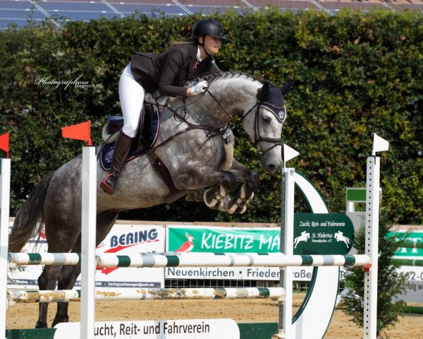 jumper Hollywood 65 (Rhinelander, 2014, from Hermes de Lux)