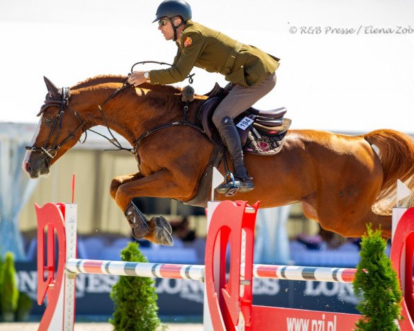 jumper Alicante H (Hanoverian, 2012, from Acorath) jumper Alicante H (Hanoverian, 2012, from Acorath)