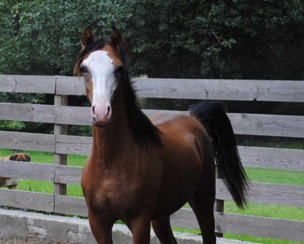 dressage horse Sandokan AK (German Riding Pony, 2018, from Spring Star's Spirit)
