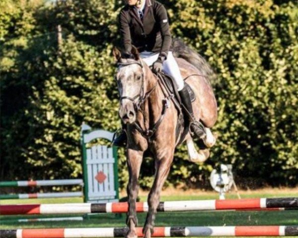 jumper Sullivan T (German Sport Horse, 2013, from Salz der Erde)
