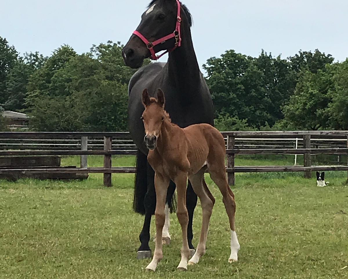 horse Franzi (Westphalian, 2019, from For Gold OLD)