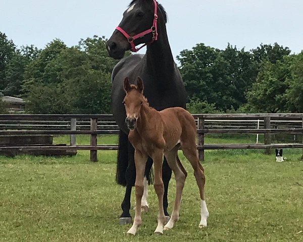 horse Franzi (Westphalian, 2019, from For Gold OLD)