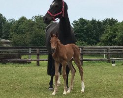 horse Franzi (Westphalian, 2019, from For Gold OLD)