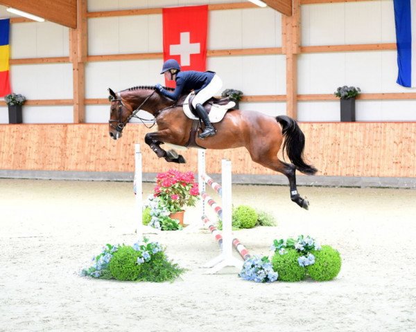 jumper Centuria 11 (Holsteiner, 2013, from Centurion)