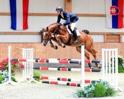 Pferd Kensington (KWPN (Niederländisches Warmblut), 2015, von Arezzo)