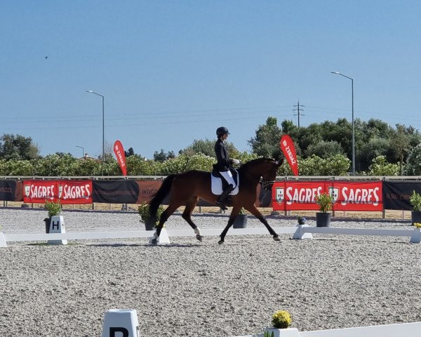 horse Fendi 44 (Hanoverian, 2012, from Foundation 2)