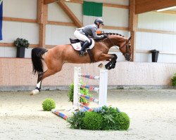 jumper Quiwian (Holsteiner, 2014, from Quiwi Dream)