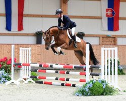 Springpferd Cantinero As (Holsteiner, 2015, von Casall Ask)