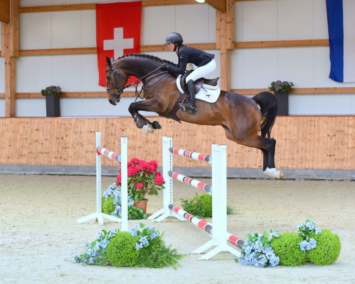 Springpferd Firediamant (Holsteiner, 2013, von Diamant de Semilly)