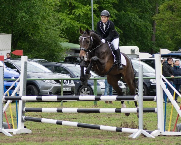 Springpferd Power Palina (Hannoveraner, 2014, von Perigueux)