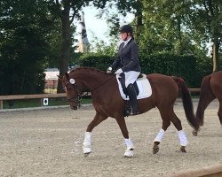 dressage horse Dacato JB (Westphalian, 2014, from Depeche Mode)