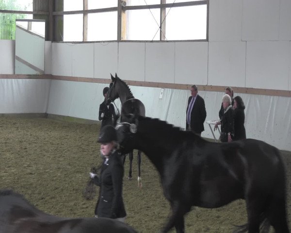 Waltroper Reitertage 2016