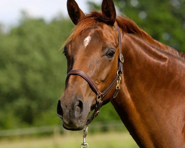 broodmare Fleur vom Weißenfels (Zweibrücken, 2009, from Fürst Gadow)
