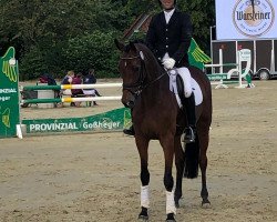 dressage horse Fine Time 33 (Westphalian, 2014, from Fürst Nymphenburg II)