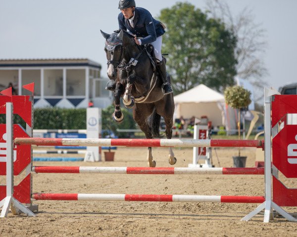 Springpferd Biaza du Rouet (Hannoveraner, 2014, von Balou du Rouet)