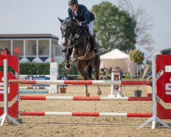 jumper Biaza du Rouet (Hanoverian, 2014, from Balou du Rouet)